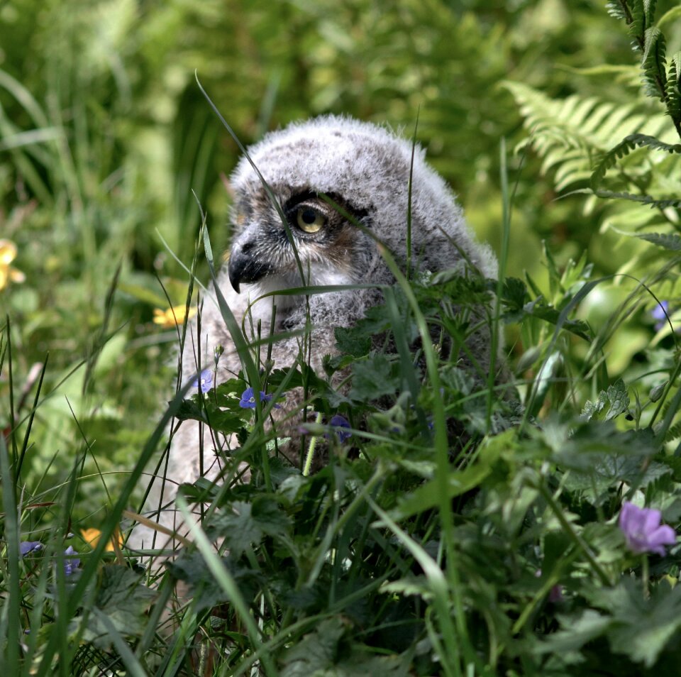 Grass hiding green owl