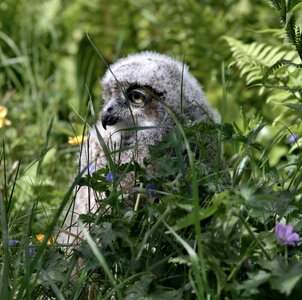 Grass hiding green owl