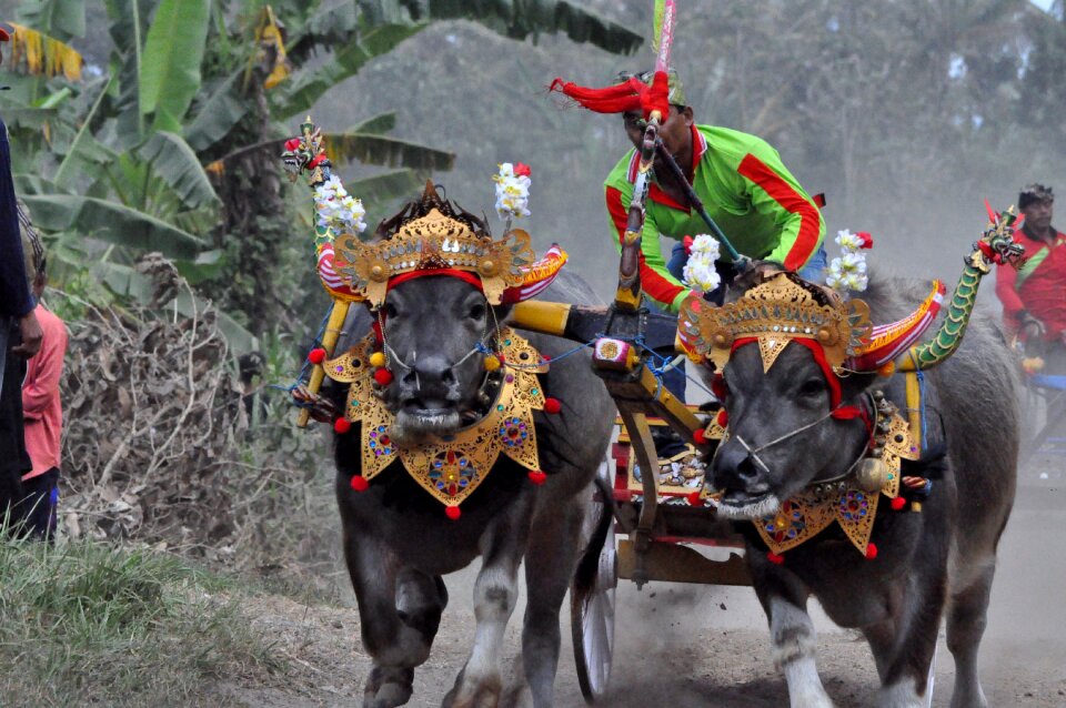 Bull race bali west bali
