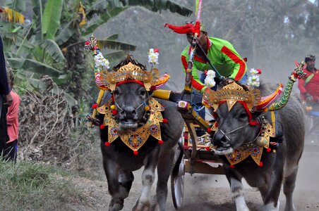 Bull race bali west bali