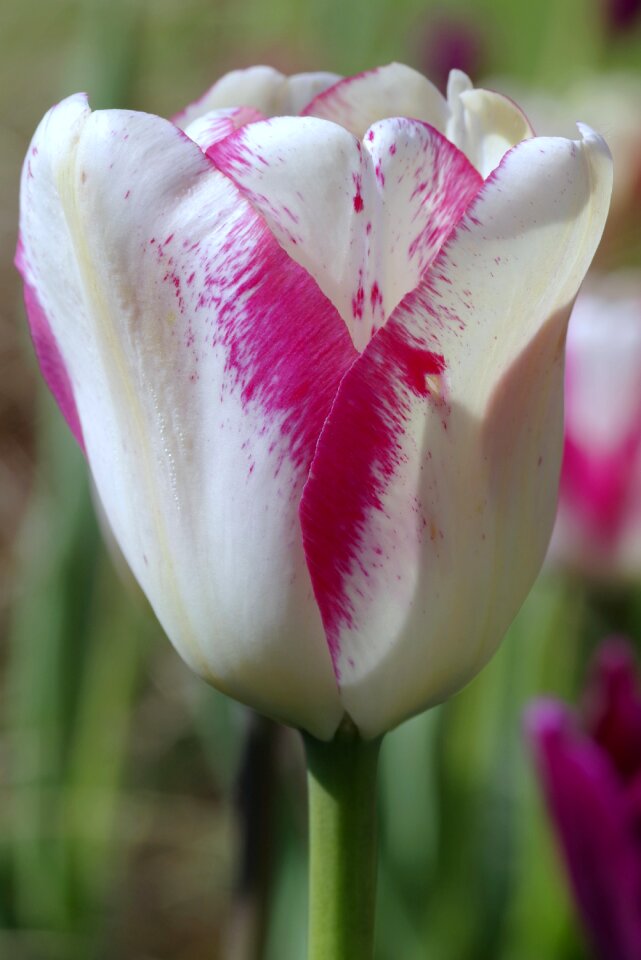 Violet white red