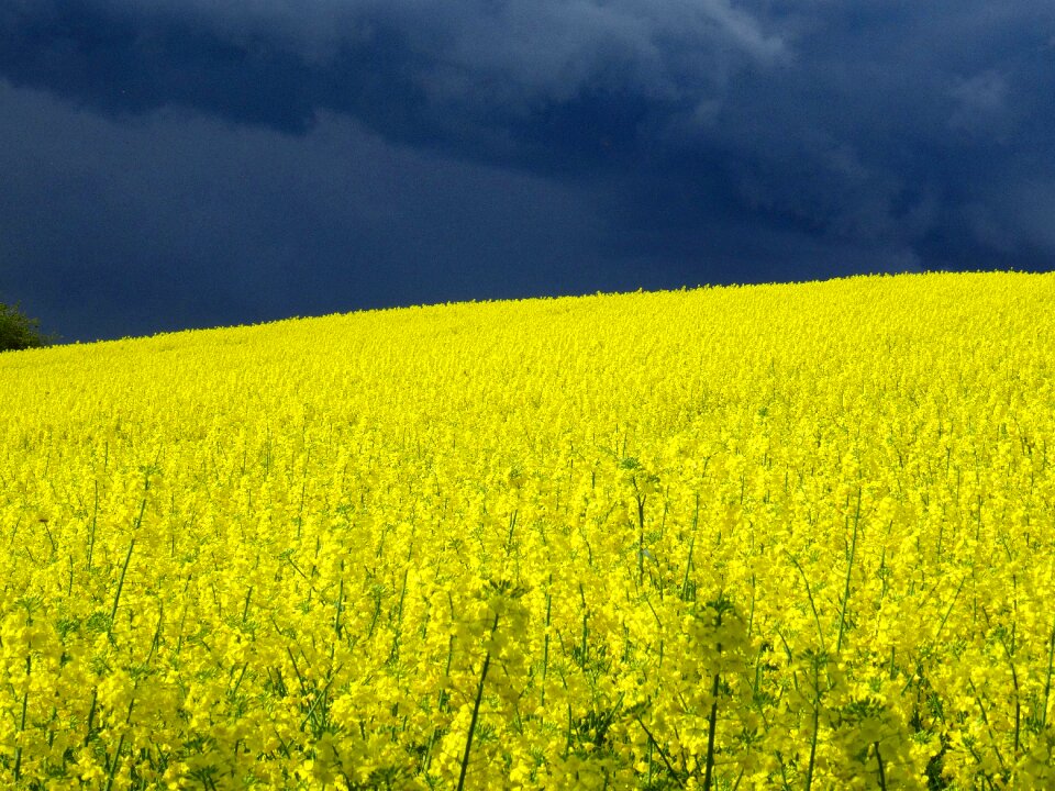 Field of rapeseeds thunderstorm Free photos