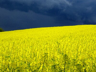 Field of rapeseeds thunderstorm Free photos photo