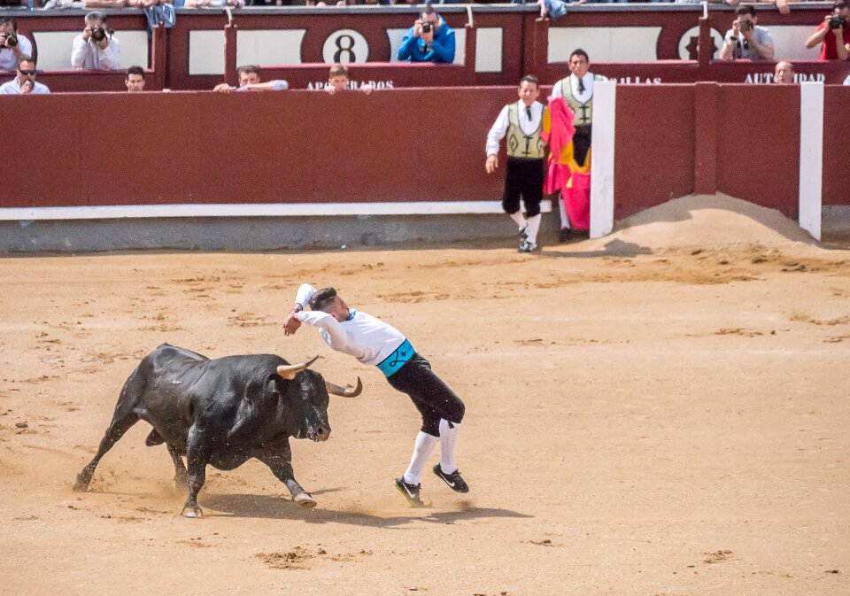 Sales madrid bulls photo