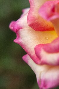 Nature macro pink flower