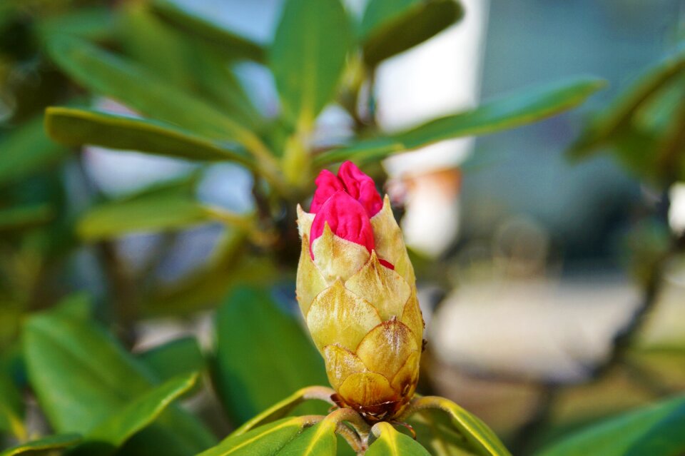Bloom bud plant