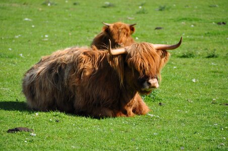 Scotland horns scottish hochlandrind photo