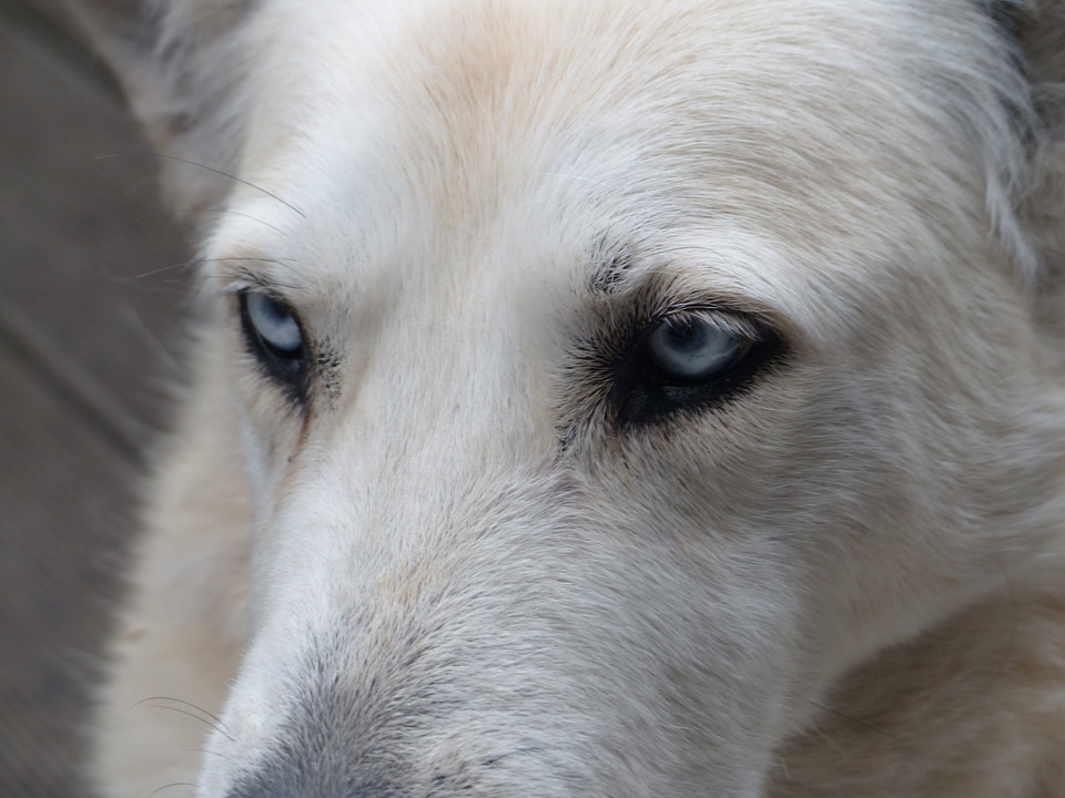 Eyes portrait fur
