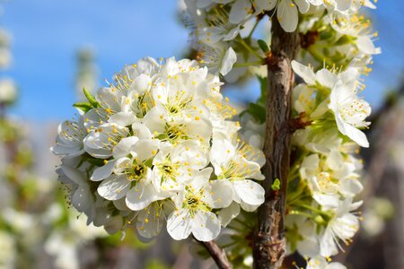 Trees flowers garden