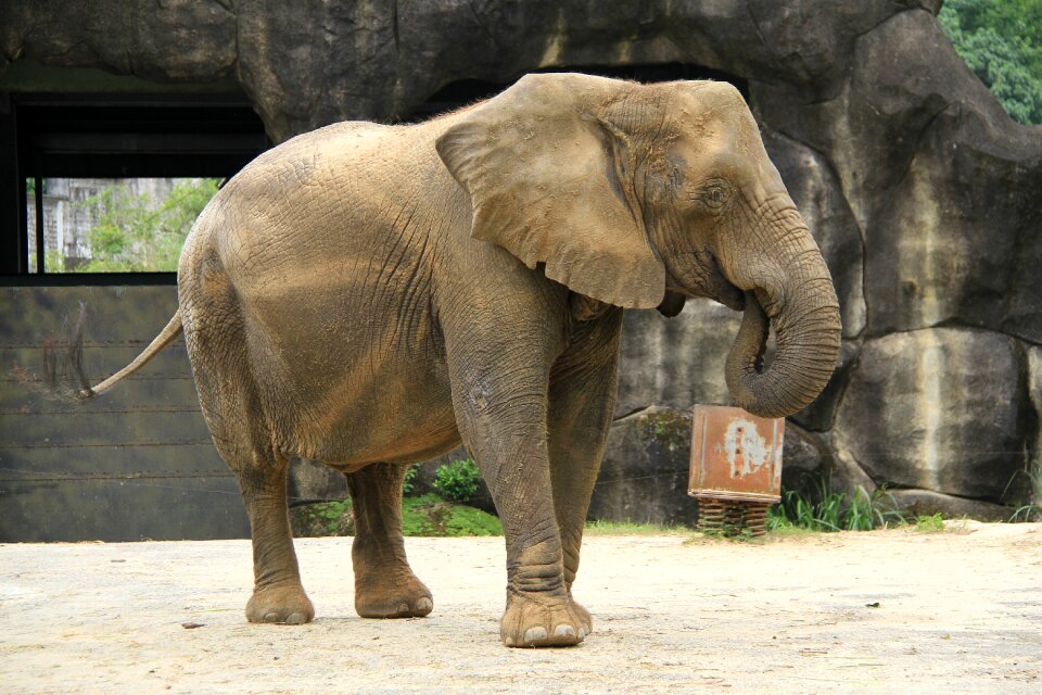 Long nose strong land