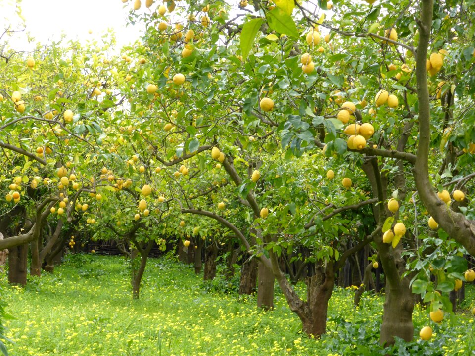 Green fruit italy photo