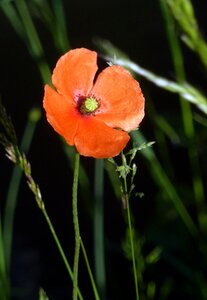 Fields wild flower petals