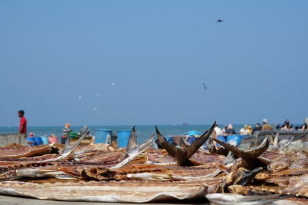 Negombo sri lanka blue market