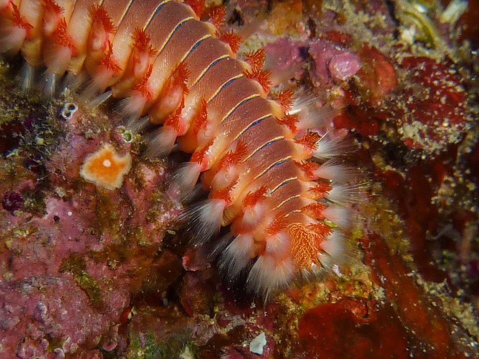Croatia macro close up