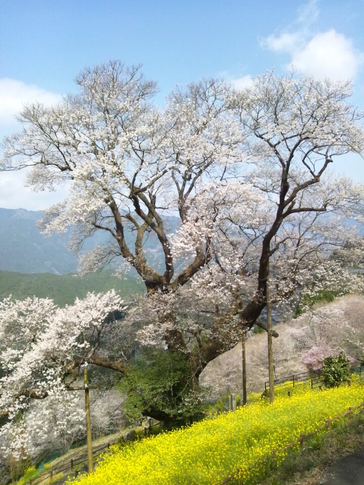 Hyotan cherry blossoms cherry blossoms rape blossoms