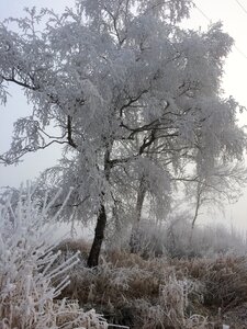Cold winter magic nature
