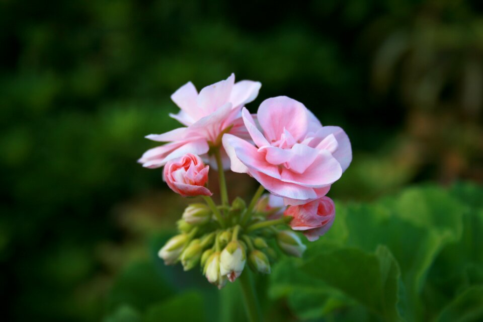 Have summer pink