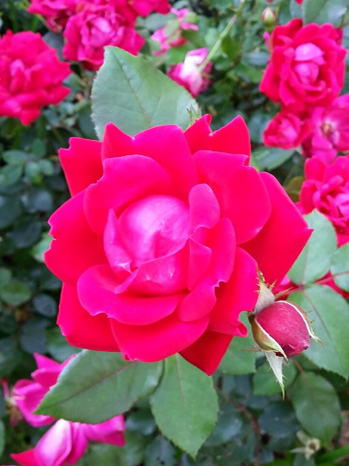 Flower red roses love