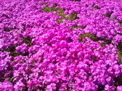 Pink flower gregariousness flowers