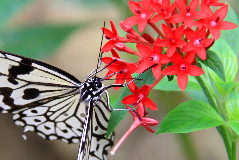 Spots stripes quentin chong the starry flowers
