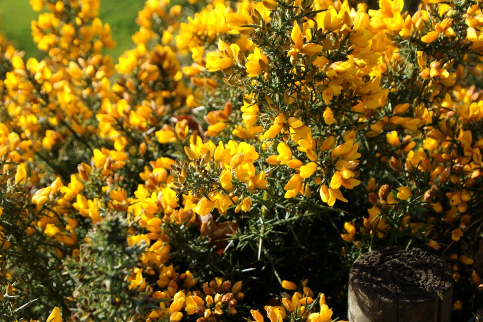 Pretty spring flowers