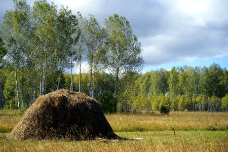 Field haymaking haystack photo