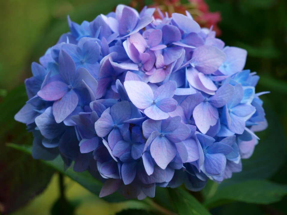 Greenhouse hydrangea flowers flower garden