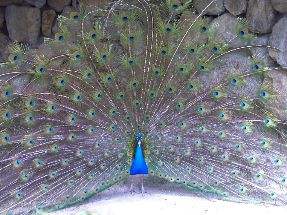 Beauty nature