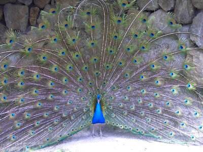 Beauty nature