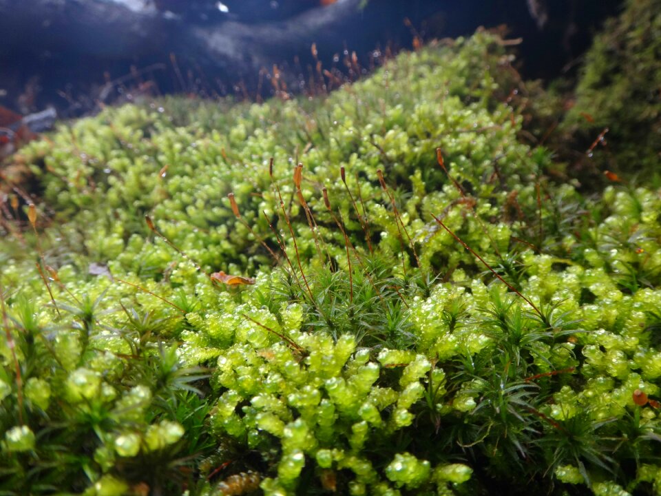 Forest environment natural