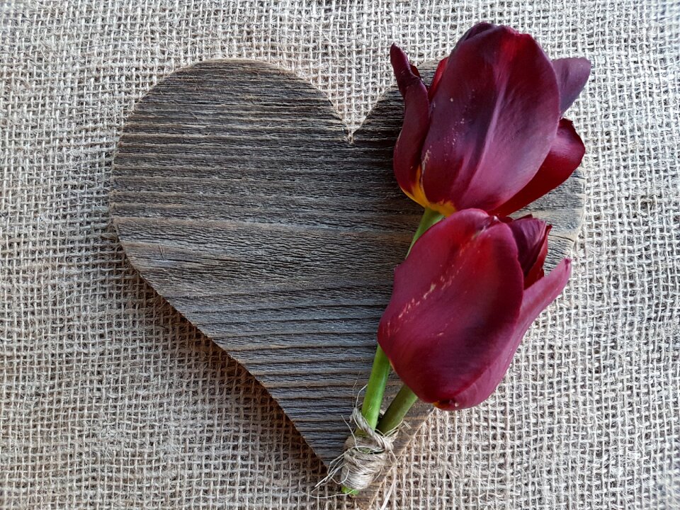 Tulips heart love