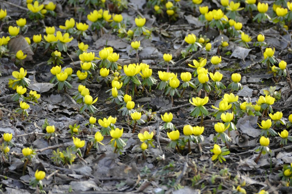 May first of may flowers
