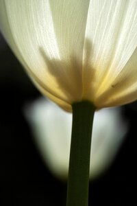 Environmental plant white tulip photo