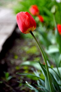Tulip flower bloom photo
