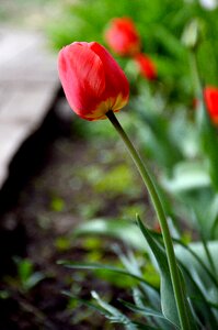Tulip flower bloom