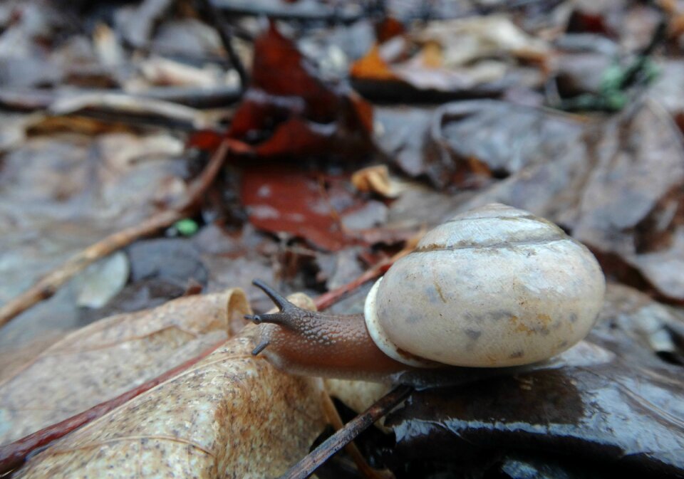 Animal wildlife macro