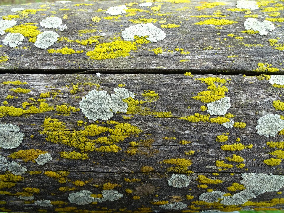 Background moss fence