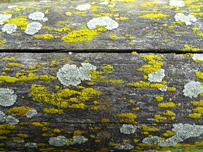Background moss fence