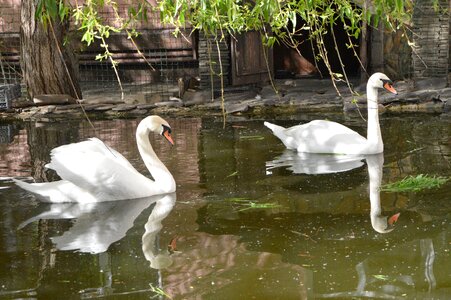 Pond grace white swan