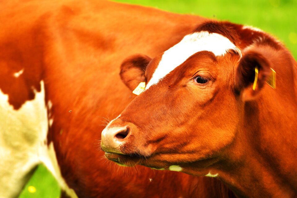 Beef cows nature