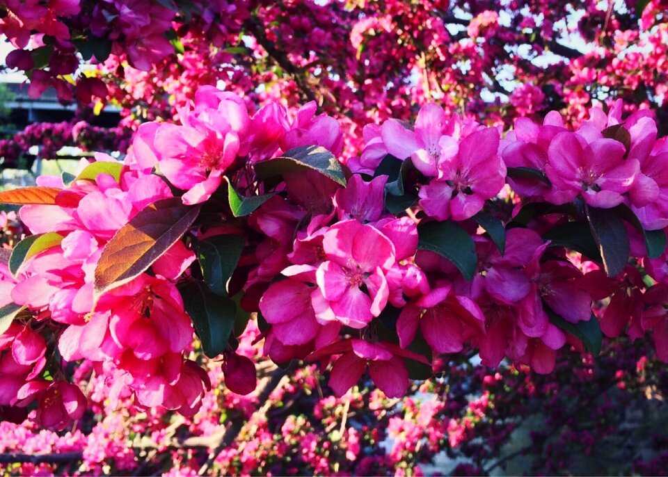 Blooming blossoming color