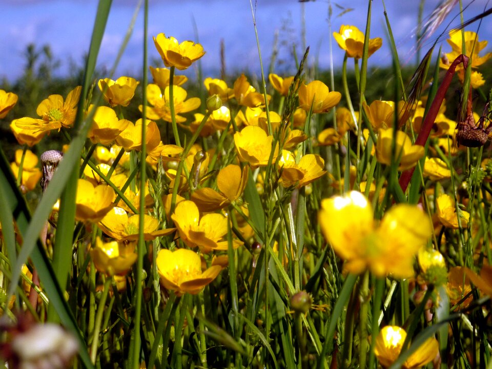 Yellow petals flowering