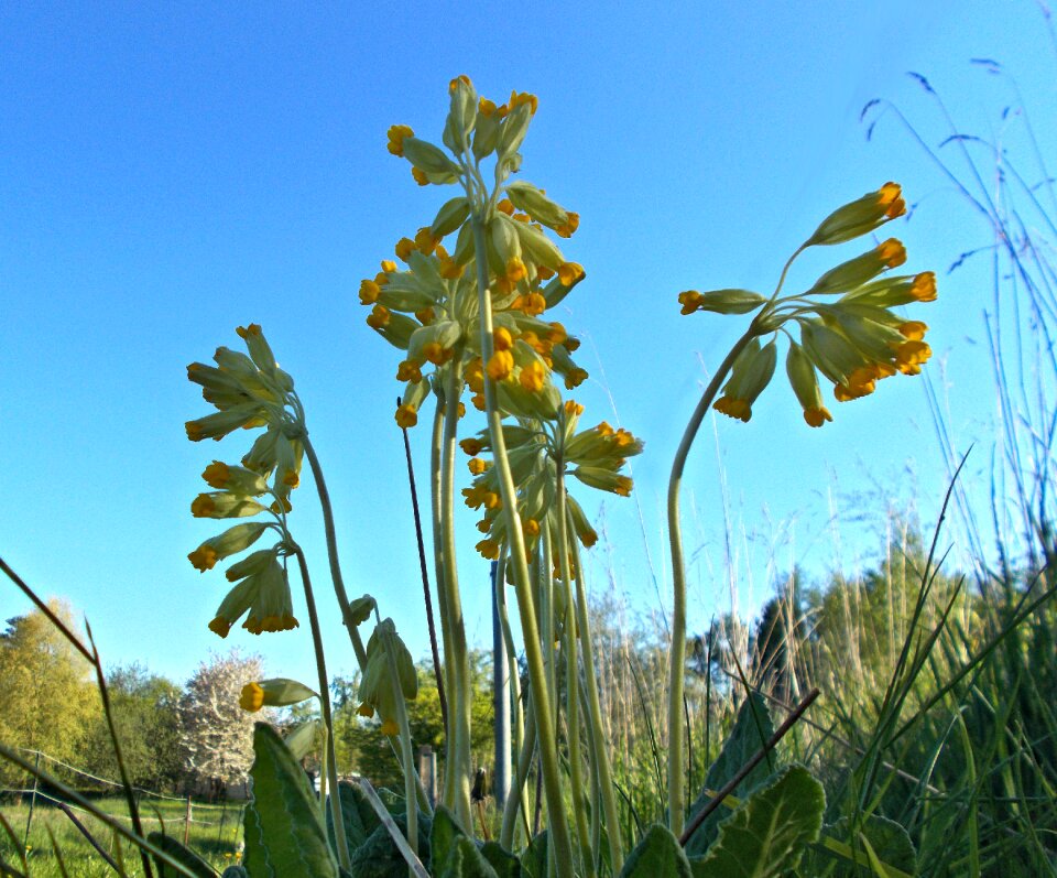 Cowslip primrose Free photos