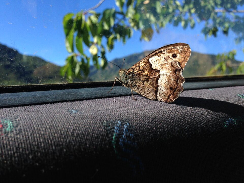 Ausschau leaves nature