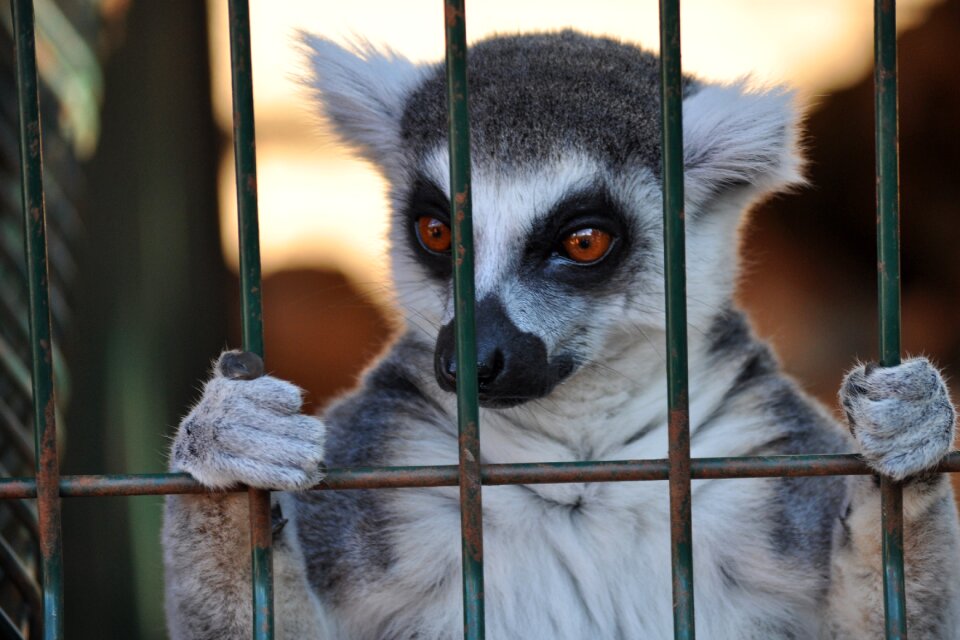 Cage big eyes madagascar