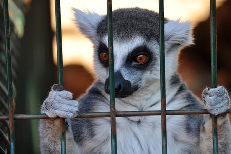 Cage big eyes madagascar