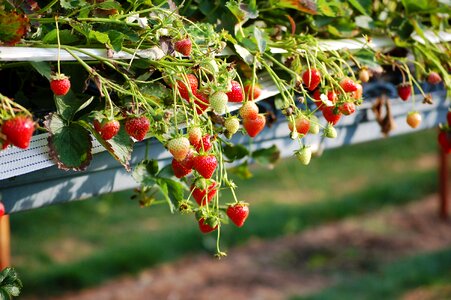England fruit