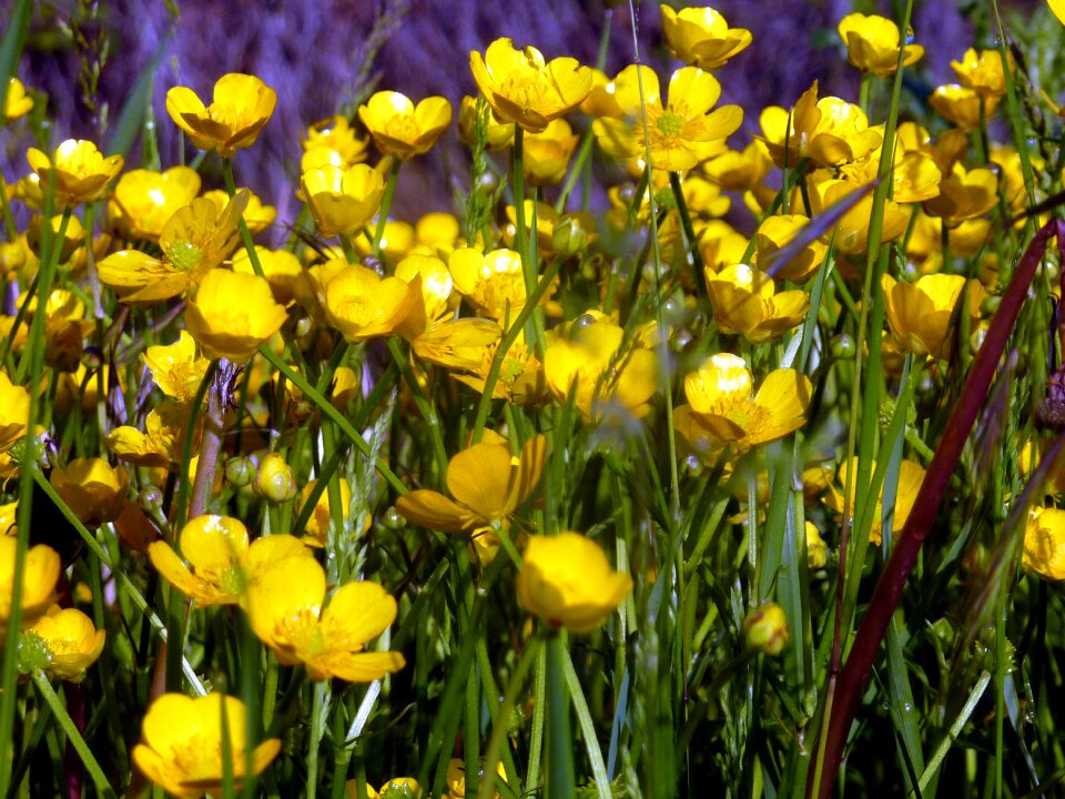 Nature petals flowering