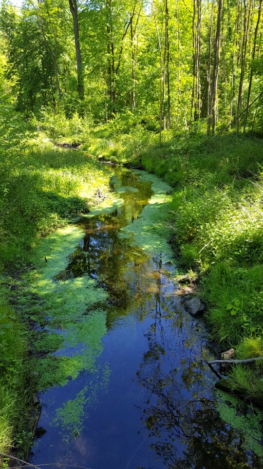Trees nature water surface