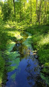 Trees nature water surface photo